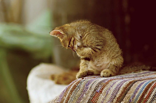 养好一只猫也是很麻烦的，没经济能力，还是不要养的好