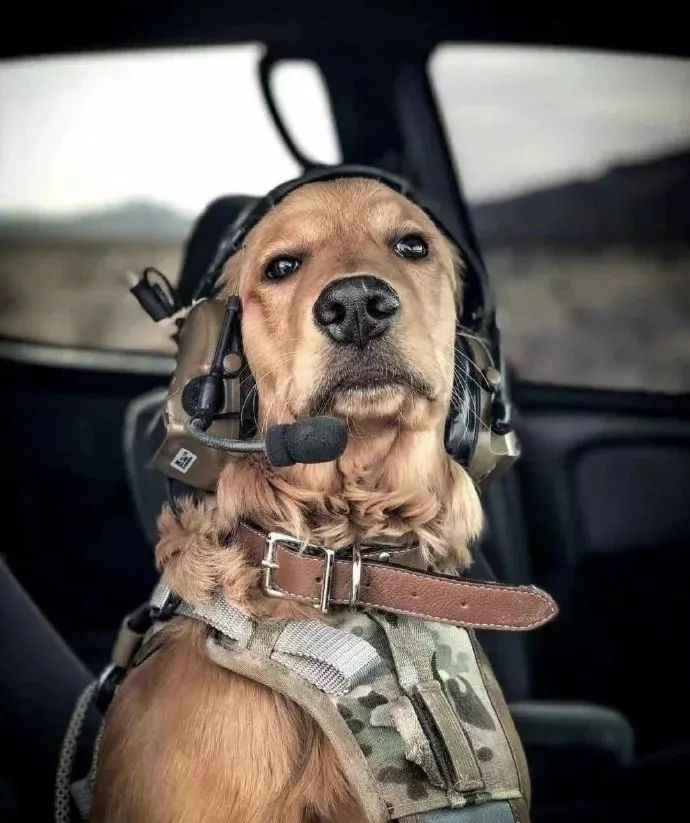 完了！我竟然被一只狗给撩到了，是恋爱的感觉了...