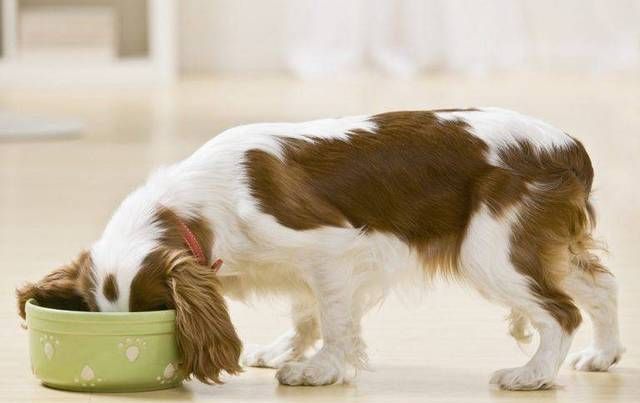 对狗狗十分健康的15种食物，不知道的赶紧记下来