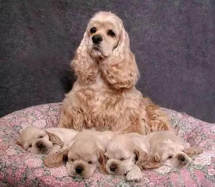 你知道你的爱犬属于哪一类吗？最全的狗狗分类都在这