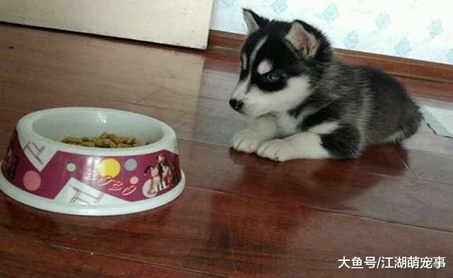 除了狗粮，狗狗多吃下面这5种食物更健康