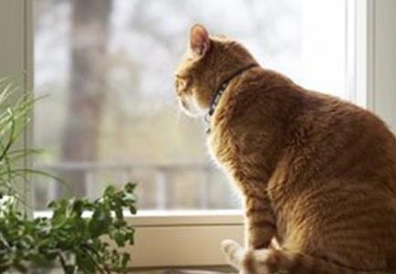 两只橘猫感情很好, 一只去世后, 另一只天天在窗口等伙伴回家