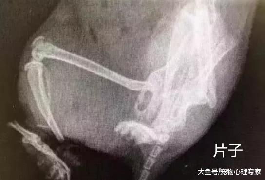 仓鼠被烤箱门夹住，主人送去医院救治，医生的话让人沉默了