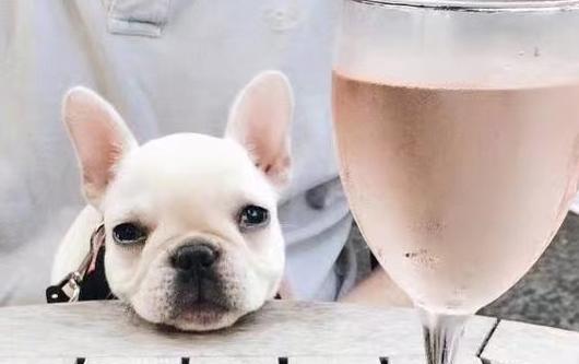 属狗人生于早，中，晚的区别