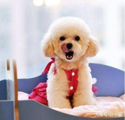 狗狗吃益生菌能改善体质，主人购买时，要注意这5点