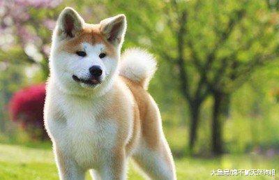 8大“蠢狗”排行榜，主人：我当初怎么就选了你