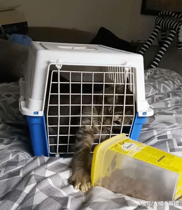 老人患病无法照顾爱猫，迫不得已将爱猫送走，没想到爱猫又回来了