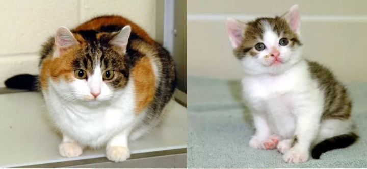 灵魂拷问：克隆的猫咪还是原来那只猫咪吗？