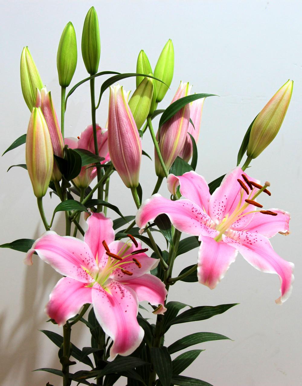 百合花的正确繁殖方法有哪些，这里知道来看看吧