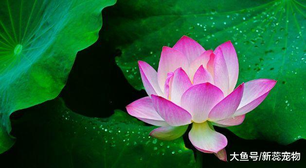 阴历这两天出生的人，儿子状元郎，女儿似凤凰，长大孝顺又有前途