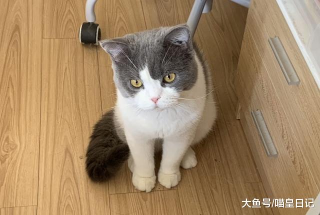 三个步骤测试猫的智商，满分21分，10分以上基本安全