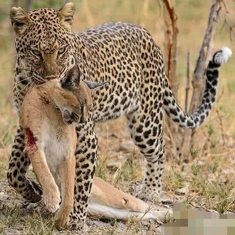 为什么猫科动物之间不吃对方的肉？看完心里明白了！