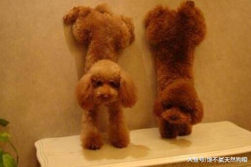你知道吗? 你越是做这5件事, 泰迪犬只会越恨你!