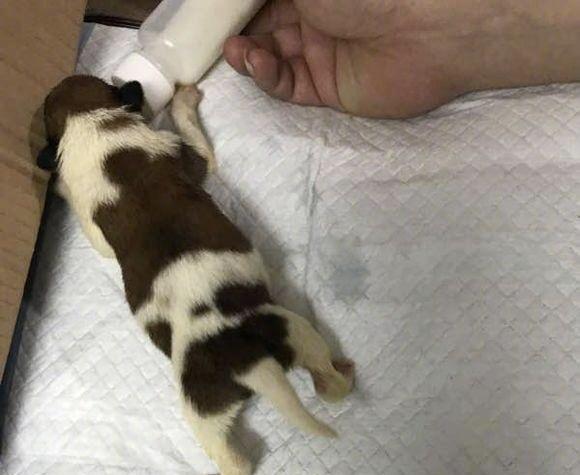 狗狗怀孕被撵出门，在马路边匆忙产子，幸遇好心人救助后母子平安