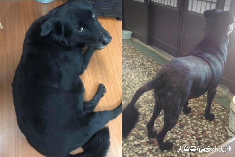 60斤大胖狗搖尾巴堵吃飯，他轉圈圈閃躲無奈面壁嗑光