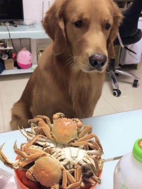 当金毛面吃螃蟹，金毛拿东西换吃的，没想到叼来的东西却让人尴尬