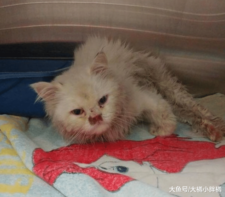 白猫将被安乐死，只因它不会喵叫，救过它一次的兽医却不忍心下手