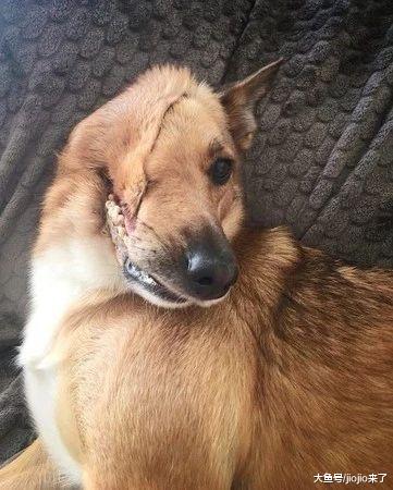 流浪狗被人用铁锹削掉半张脸……好心人伸出援手拒绝安乐死！