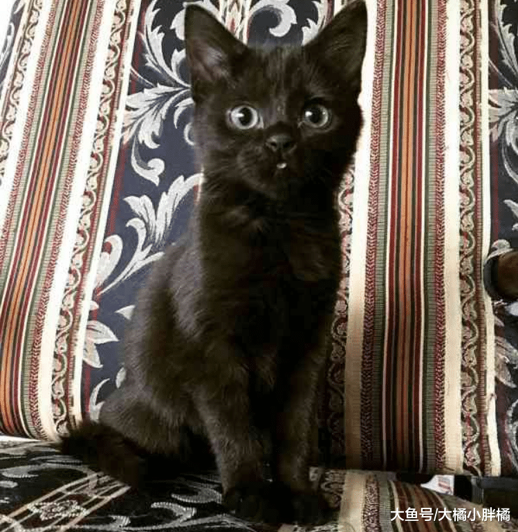 早产小猫比大拇指还小，女子动了恻隐之心，捡回家后请妈妈来照顾