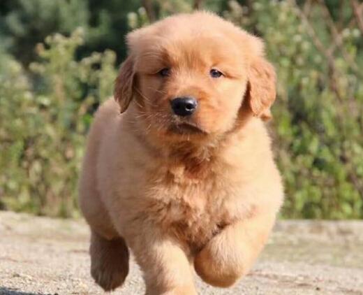 金毛犬对于蛋白质的需求量具体是多少