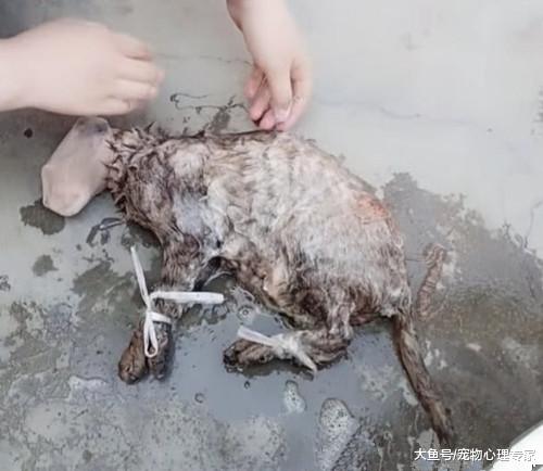 邻居在院子里洗东西，像是一只硕大老鼠，走近一看直言误会了