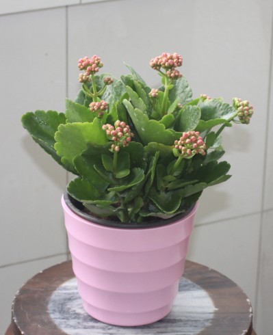 长寿花要如何养护才能花开不断？这里知道来看看吧