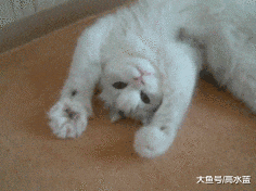 主人要假装要炖狗肉，狗狗竟然这样做，主人瞬间泪崩…