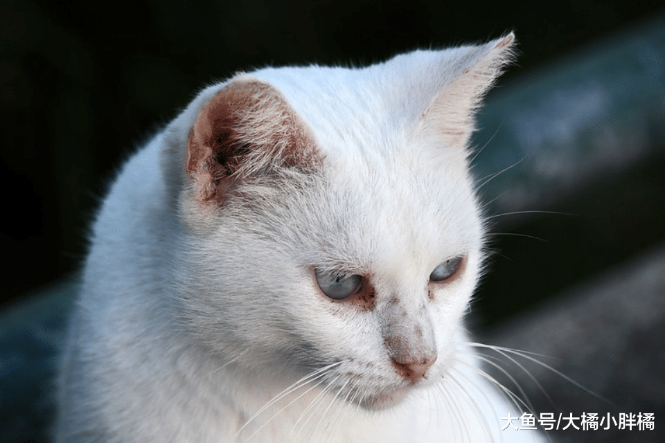 当猫咪去世前，它会有这3种行为，陪伴才是猫咪一生想要的幸福！