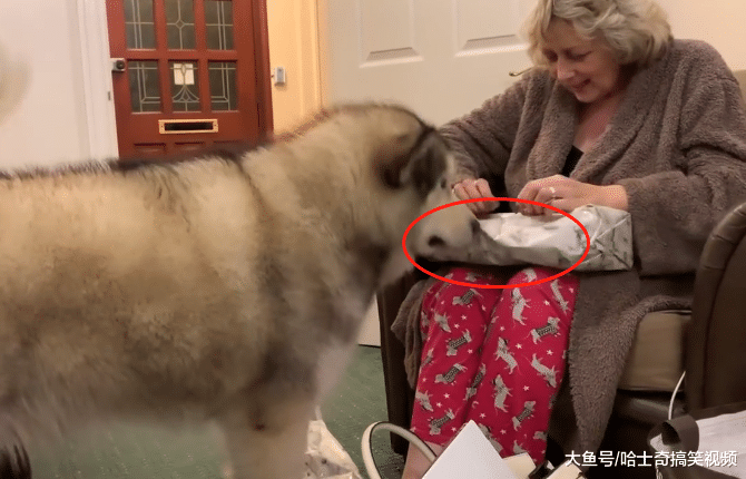 奶奶带礼物来看“胖孙子”, 拆开后狗子不开心了: 吃的呢?