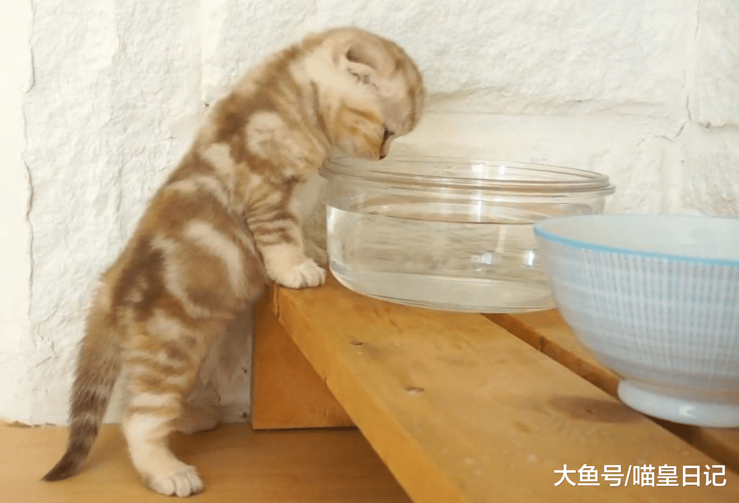 養貓小課堂：想要喵星人健康成長，日常生活中這三種食物不能少！