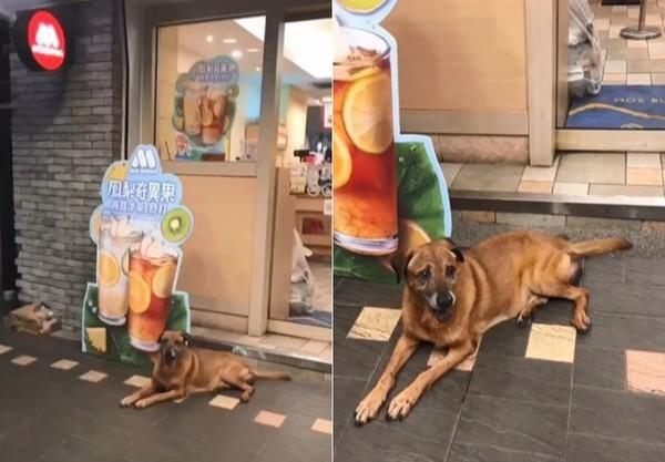 13岁的老狗被丢在路边，当它知道自己被遗弃时，忍不住哭了