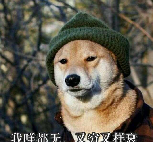 各位铲屎官们互相告知, 我很可爱, 不过我很烧钱
