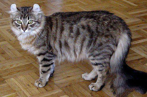 世界10大最奇特的猫品种, 第五眼睛如宝石, 第七长着一张狗脸