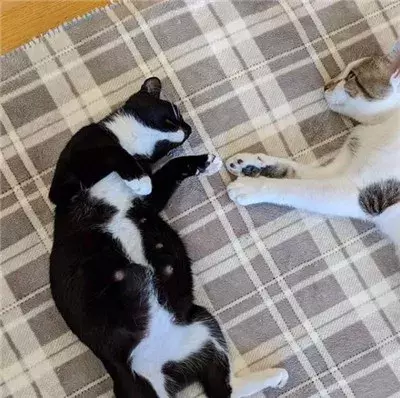 这只猫简直就是喵界宠妻狂魔，不仅吃饭让老婆先吃，就连老婆