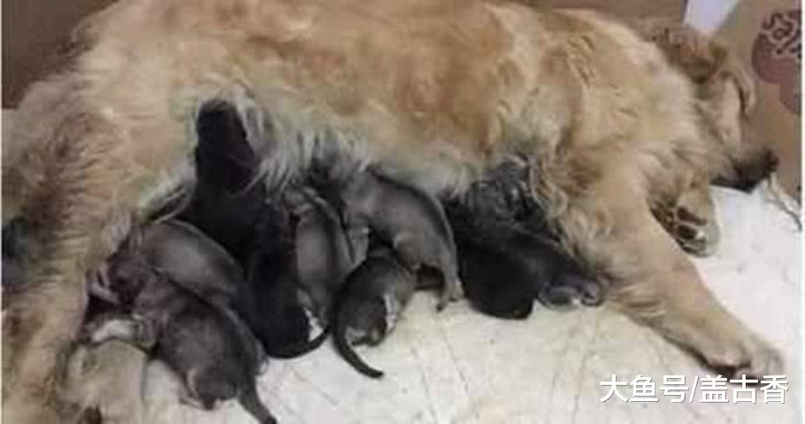 金毛怀了二哈的宝宝，朋友们抢着要，看到小奶狗时主人懵了