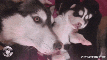 小二哈刚出生15天，就被主人抱出来玩，狗妈：自己生一个去