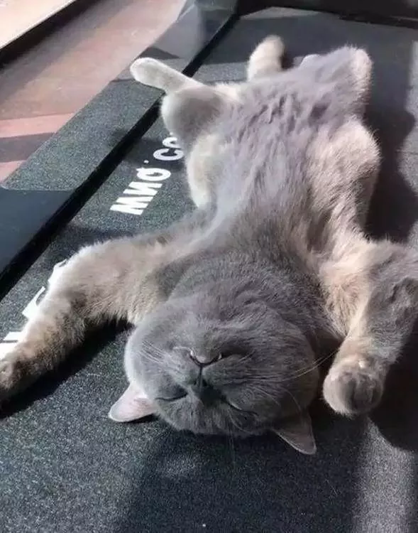 蓝猫被做成猫皮，主人看了瞬间崩溃：为什么这么残忍！