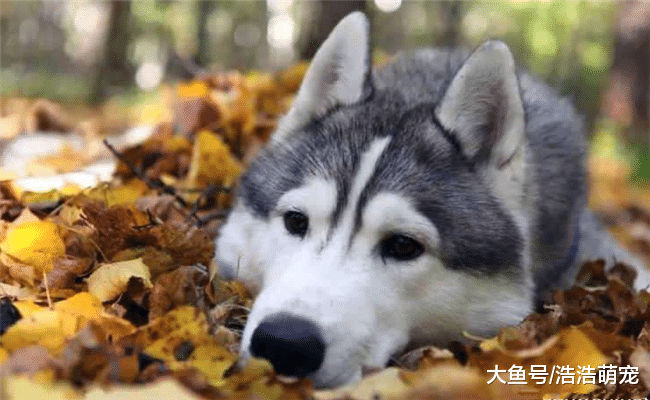 如果狗狗“甘愿”让你碰它这5个东西, 说明它真的把你当主人了!