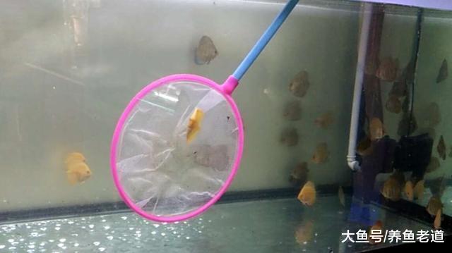 什么品种的观赏鱼在鱼缸里最难捞取?