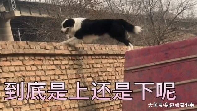 狗急跳墙! 一只即将越狱成功的边牧犬, 结果一脚踩空摔了下来