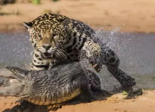 实拍一只美洲豹伏击鳄鱼, 鳄鱼无力反抗, 瞬间被秒杀