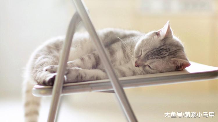 你知道吗？养猫要学会照顾猫咪习性！