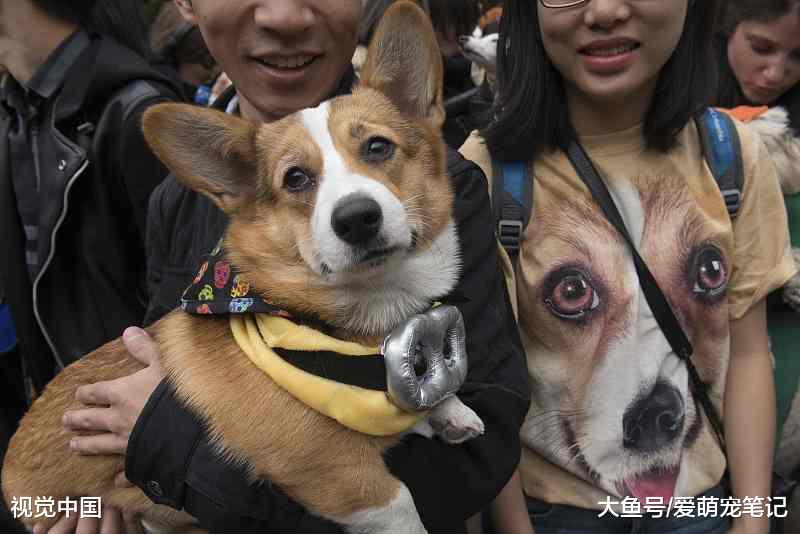喂养“小短腿”柯基犬，除了知道它呆萌，你还得知道这些东西