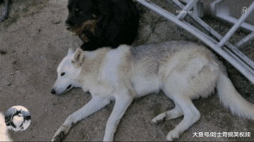 二哈跟狼犬“喜结连理”，结果又有了新欢，谁更有安全感？