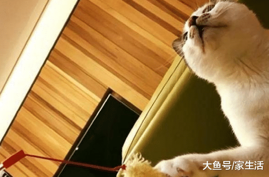 带你看看谢依霖住的豪宅，在家捧着两碗饭，当了妈妈还那么搞笑