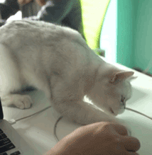 原来“三手烟“对喵星人的伤害更大！电子烟也不行！