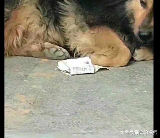 网友把钱放在了狗狗的身边，外卖员却不敢过去取，狗：快来拿呀！