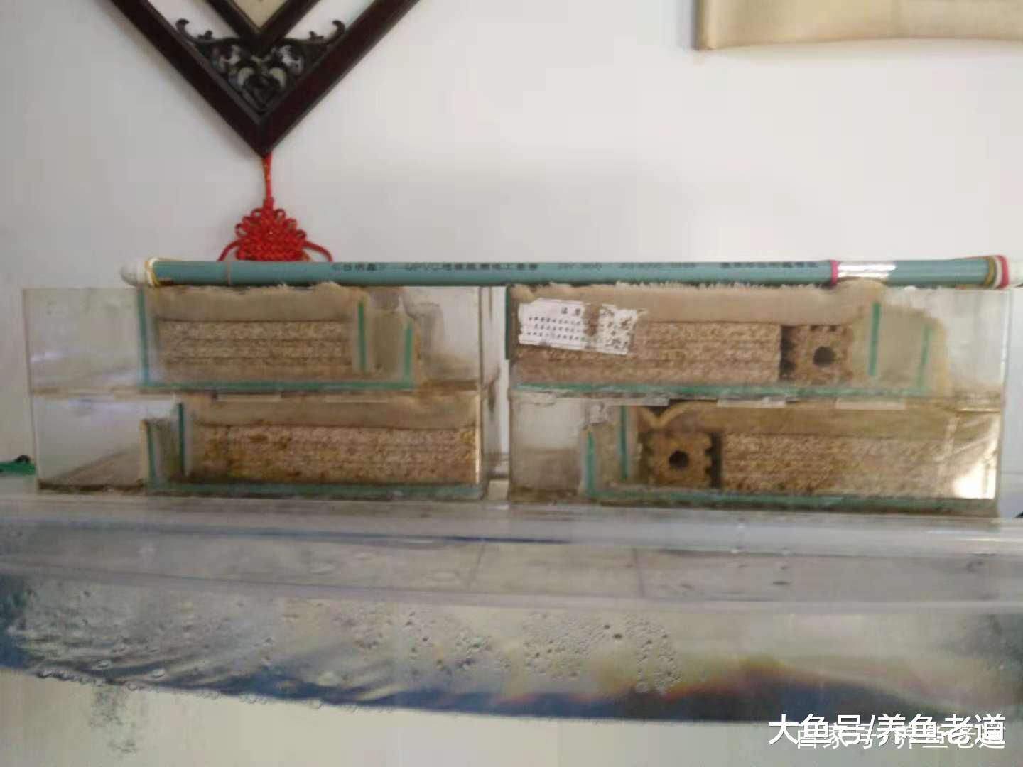 硝化细菌不是鱼缸水质和观赏鱼状态的唯一形象代言人!