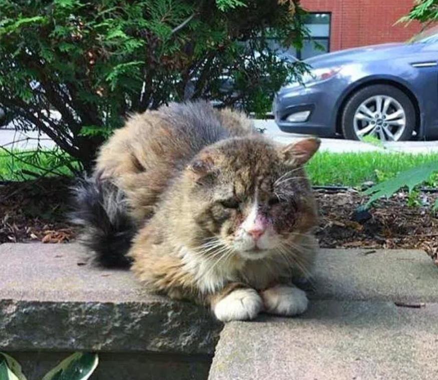 饥肠辘辘的流浪猫向女子讨食吃，女子见它虚弱不堪，索性带回了家