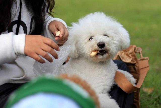 泰迪犬的这5件“心头宝”，不想被咬最好别碰